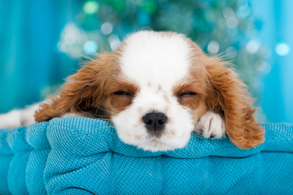 一頭一頭に合わせた個別対応