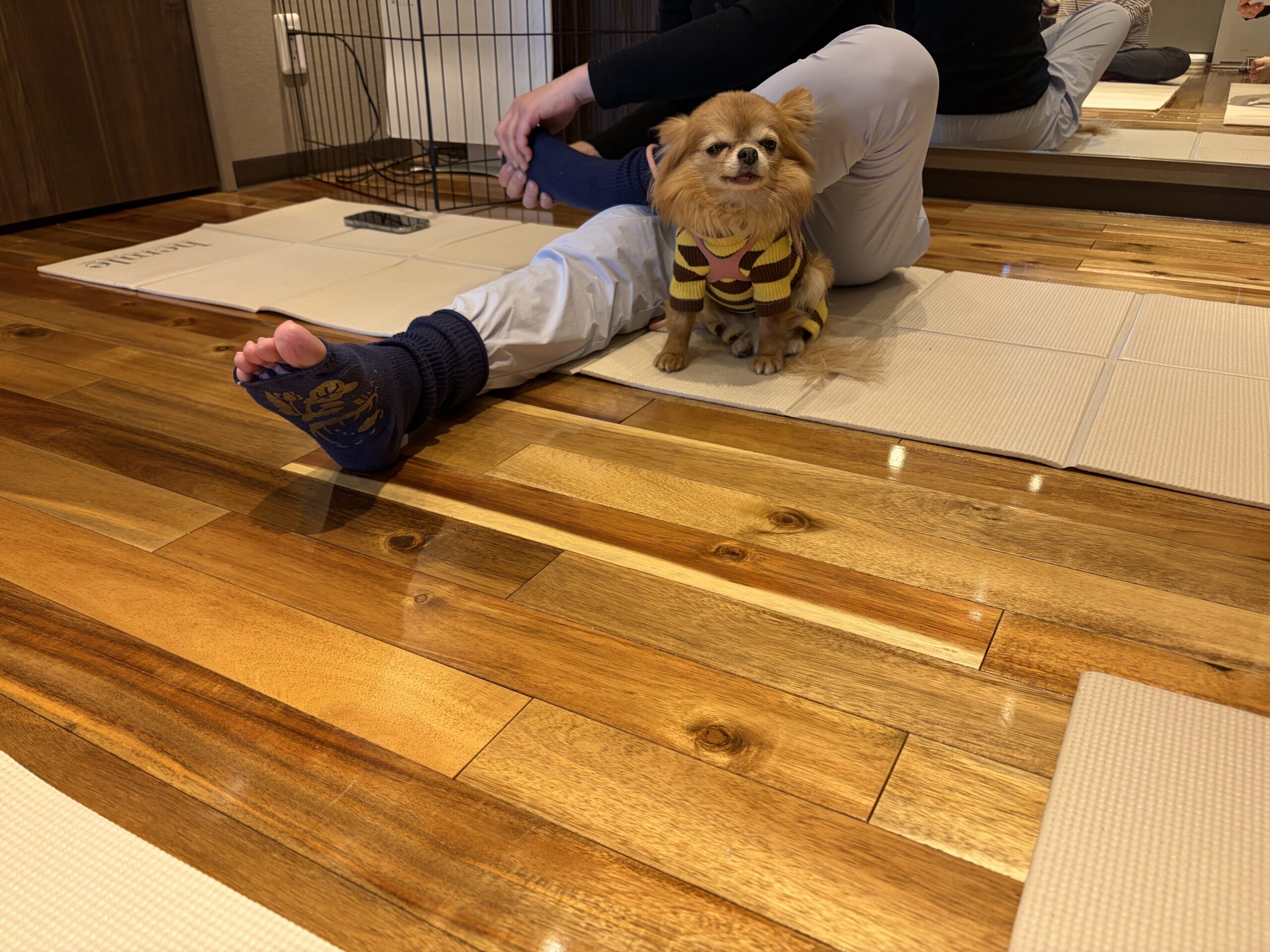 ドッグヨガ体験教室