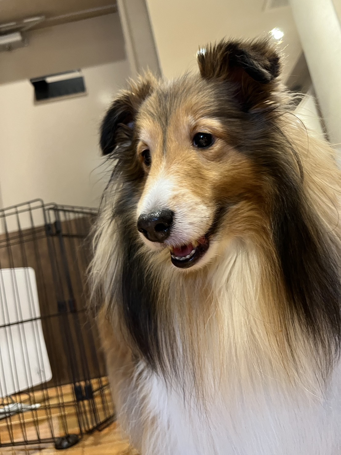 トリミング日誌