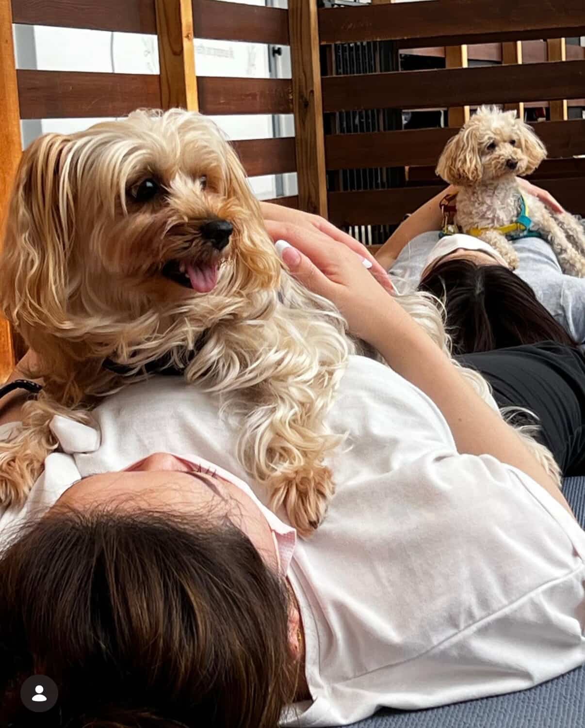 ドッグヨガ開催